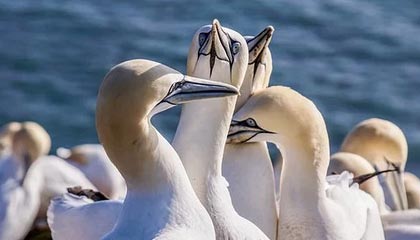 kaiyun-【球星集锦】约基奇对阵开拓者集锦：40+7+8，68%的有效命中率！