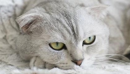 PG电子模拟器:在家畅玩真实老虎机的全新体验