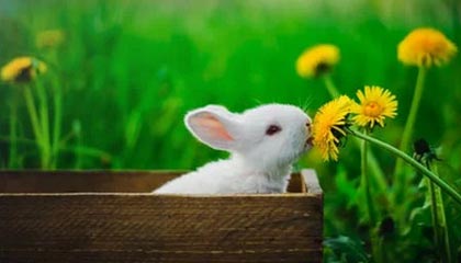 揭秘唐特·迪文琴佐放弃参加欧洲杯的真相：健康、策略与球队未来